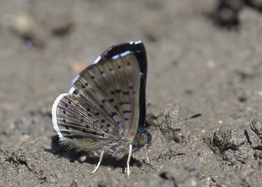 The butterfly Chalodeta theodora photographed in Chairo,Bolivia