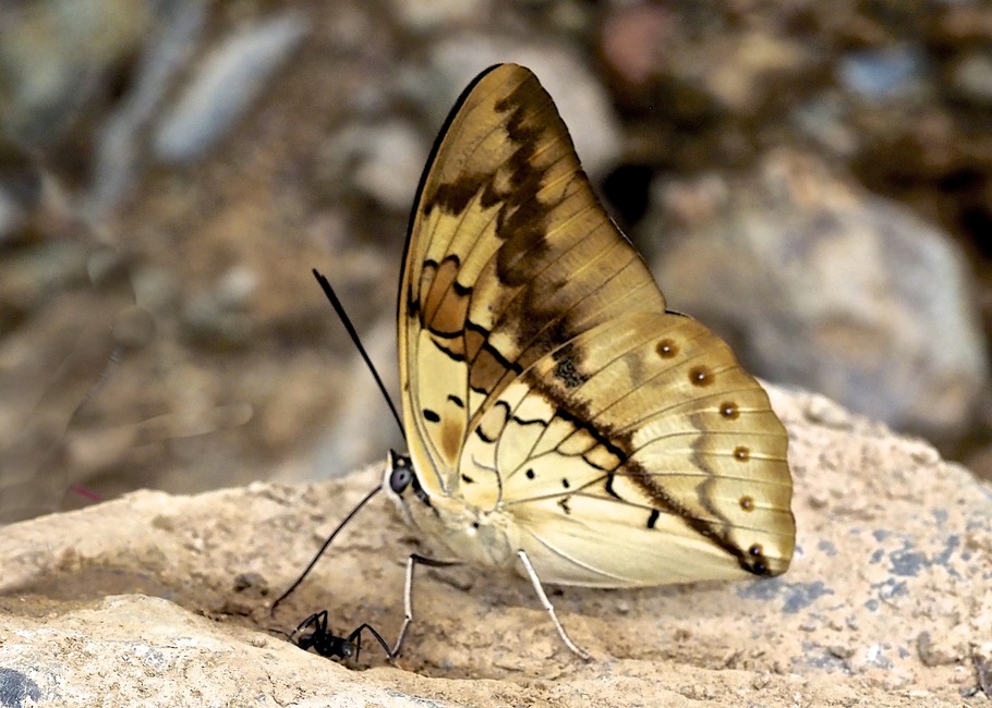 The butterfly Archaeoprepona licomedes photographed in Rio Broncini,Bolivia