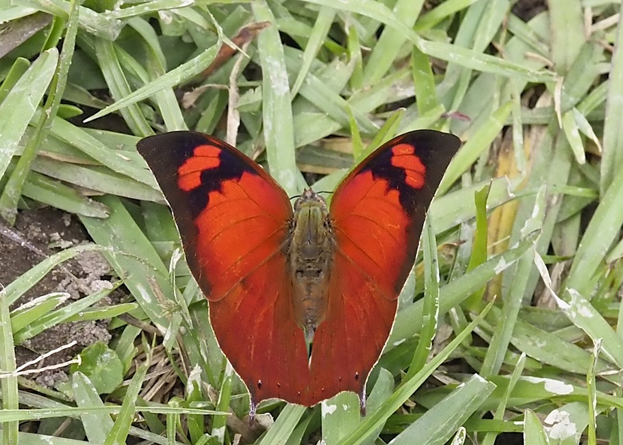 The butterfly Fountainea eurypyle photographed in Refugio Los Volcanos,Bolivia