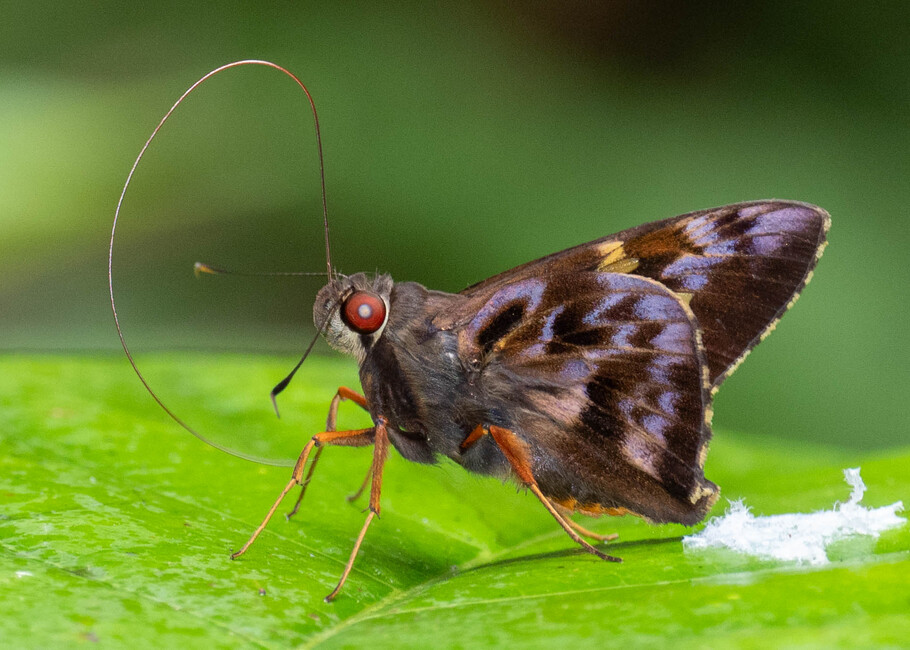 The butterfly Perichares adela photographed in Picuroyacu, Iquitos,Peru