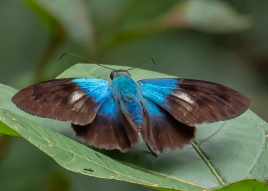 The butterfly Telegonus.alector hopfferi photographed in Picuroyacu, Iquitos,Peru