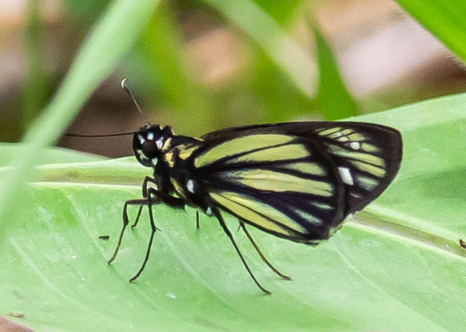 The butterfly Carystus jolus photographed in Picuroyacu, Iquitos,Peru