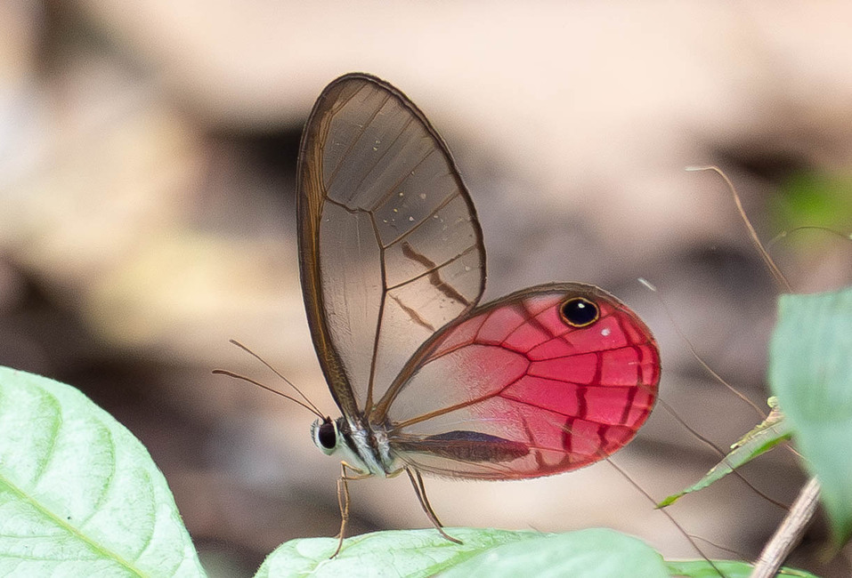 The butterfly Cithaerias aurora aurora photographed in Picuroyacu, Iquitos,Peru