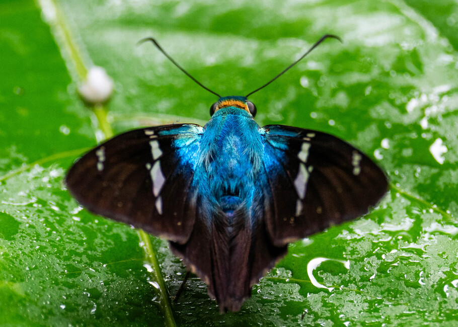 The butterfly Urbanus tucuti photographed in Picuroyacu, Iquitos,Peru