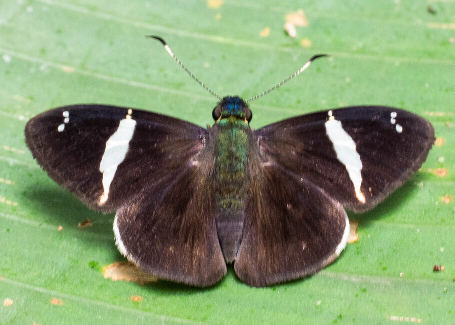 The butterfly Celaenorrhinus autochton photographed in Picuroyacu, Iquitos,Peru