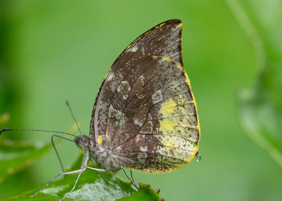 The butterfly Lieinix nemesis nemesis photographed in Topo,,Ecuador