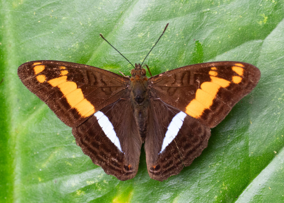 The butterfly Adelpha justina valentina photographed in Topo,,Ecuador
