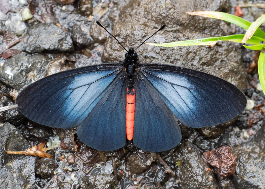 The butterfly Actinote neleus photographed in Topo,,Ecuador