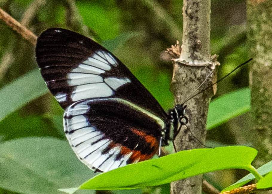 The butterfly Heliconius cydno alithea photographed in Mariposario Dedalma, Mera,Ecuador
