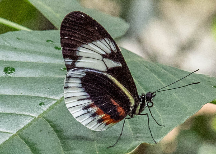 The butterfly Heliconius cydno alithea photographed in Mariposario Dedalma, Mera,Ecuador