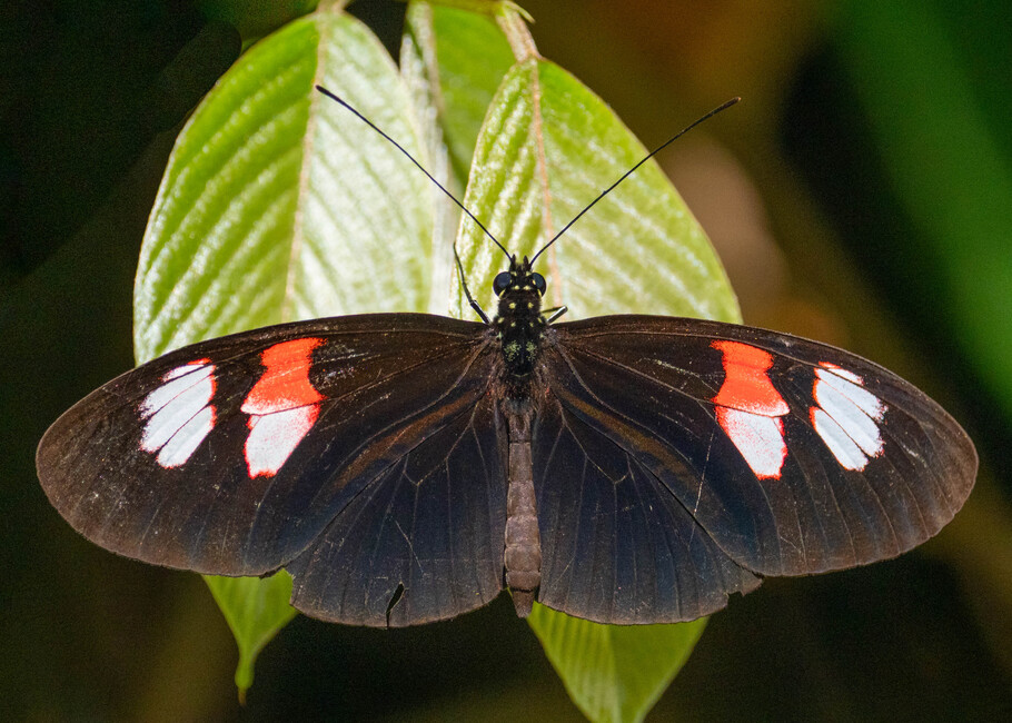The butterfly Heliconius melpomene plesseni photographed in Mariposario Dedalma, Mera,Ecuador