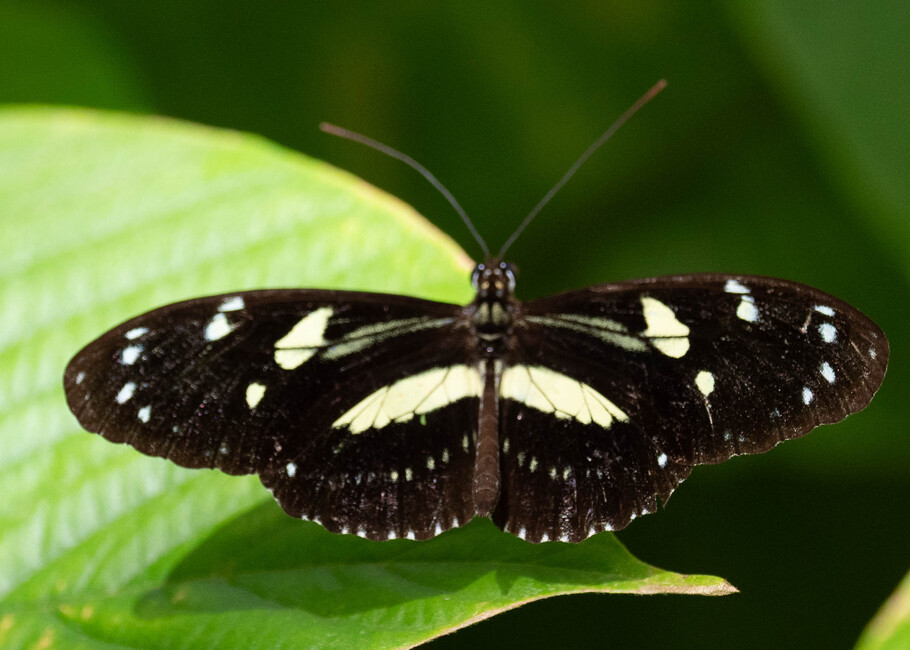 The butterfly Heliconius atthis photographed in Mariposario Dedalma, Mera,Ecuador