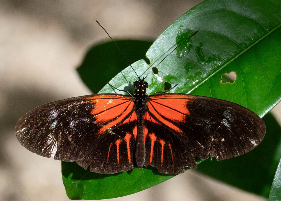 The butterfly Heliconius melpomene ecuadorensis photographed in Mariposario Dedalma, Mera,Ecuador
