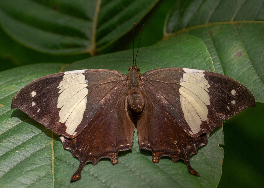 The butterfly Hypna clytemnestra photographed in Mariposario Dedalma, Mera,Ecuador