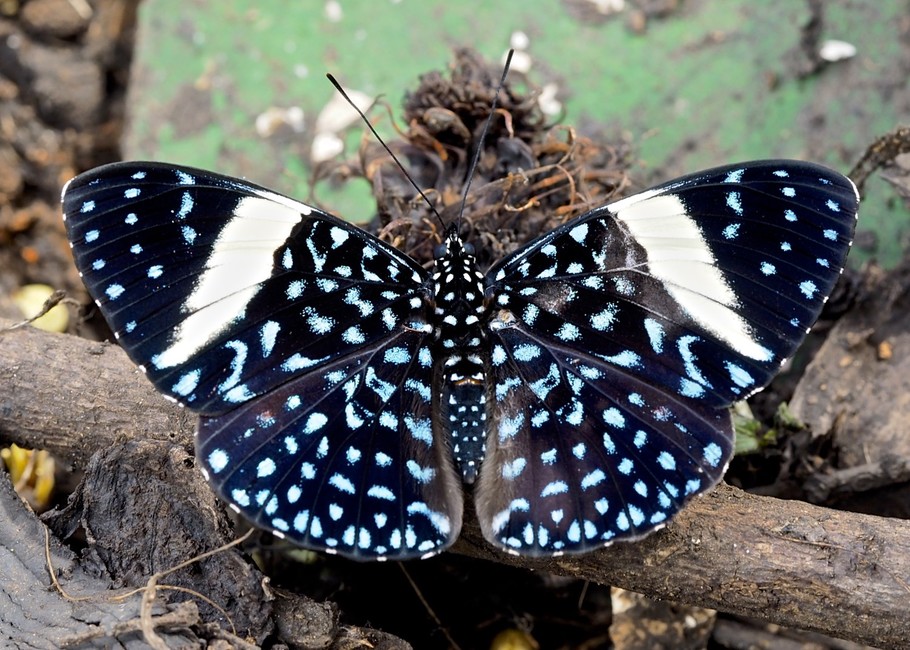 The butterfly Hamadryas laodamia saurites photographed in Platanillo,Costa Rica
