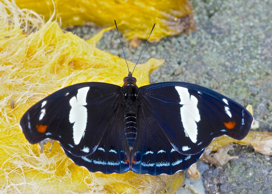 The butterfly Catonephele numilia esite photographed in Platanillo,Costa Rica