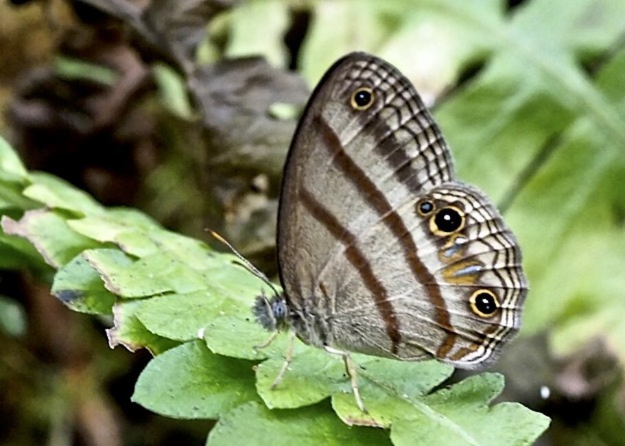 The butterfly Paryphthimoides terrestris photographed in La Merced area,Peru