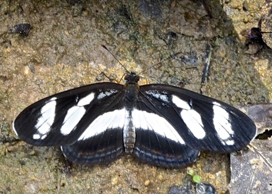 The butterfly Eresia nauplius plagiata photographed in Meretari, Puerto Ocopa,Peru