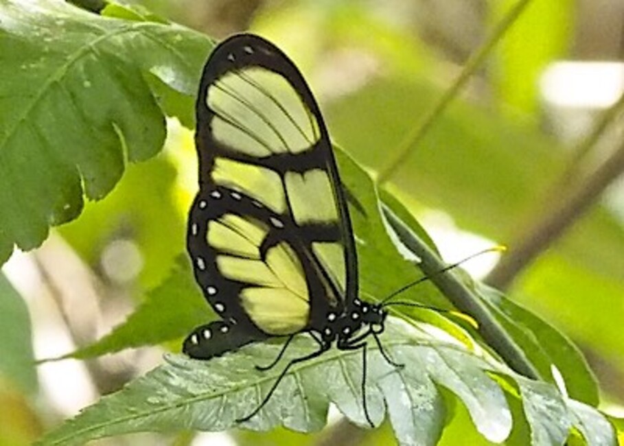 The butterfly Dircenna dero photographed in Rio Bertha, Satipo area,Peru
