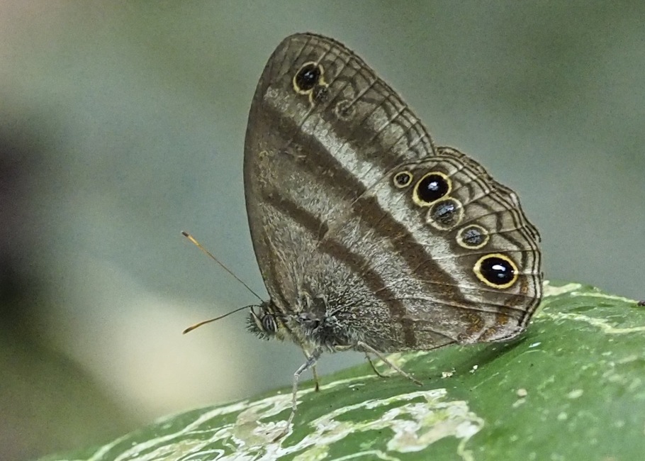 The butterfly Cissia myncea photographed in Pantiacolla,Peru