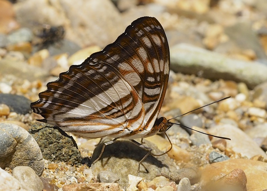 The butterfly Adelpha thesprotia photographed in Manu Birding Lodge,Peru