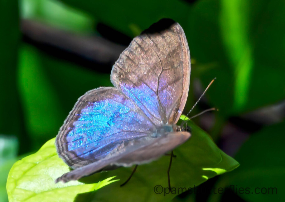 The butterfly Amiga arnaca photographed in Platanillo,Costa Rica