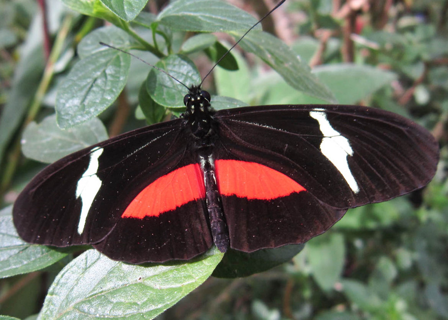 The butterfly Heliconius clysonymus clysonymus photographed in Medellin,Colombia