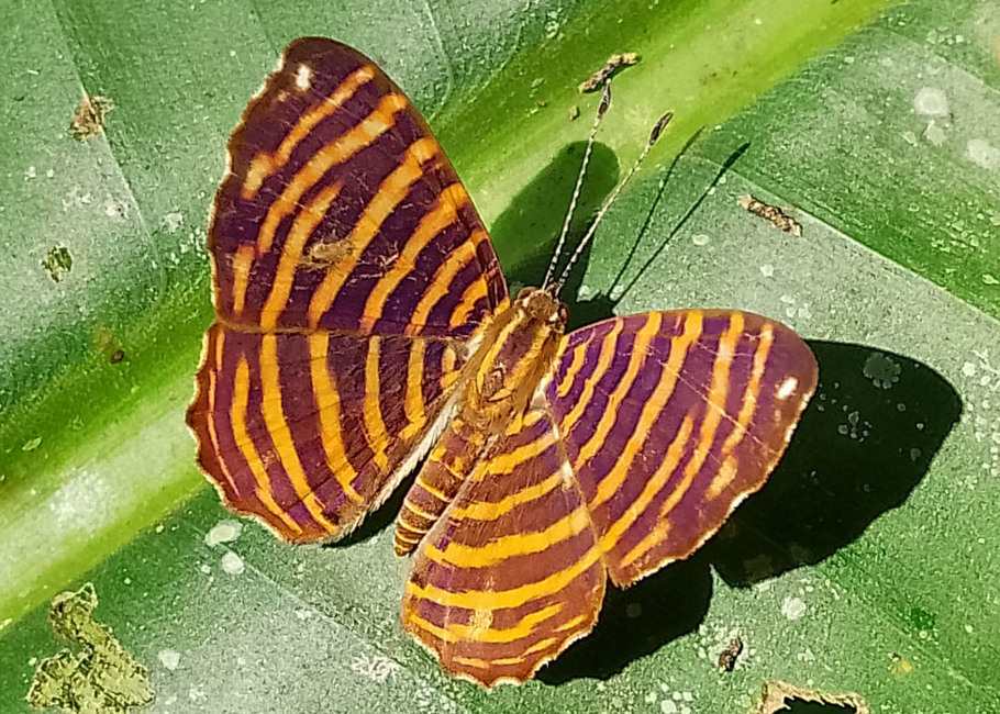 The butterfly Napaea thasus photographed in Comunidad Apuya,Ecuador