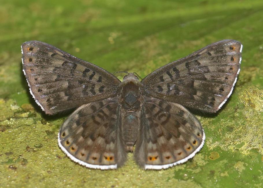 The butterfly Exoplisia cadmeis photographed in ARCC, Soledad,Peru
