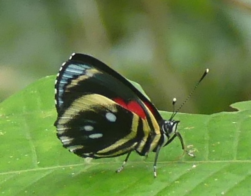 The butterfly Catagramma pyracmon peristera (aberrant) photographed in El Capricho,Ecuador