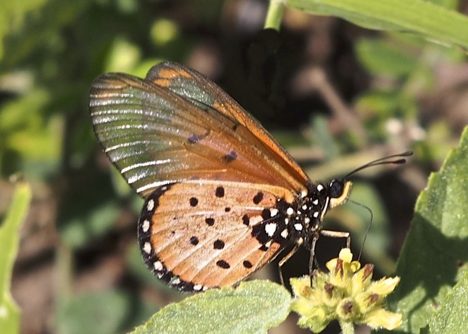 The butterfly Acraea neobule neobule photographed in Mlawula Nature Reserve,Swaziland