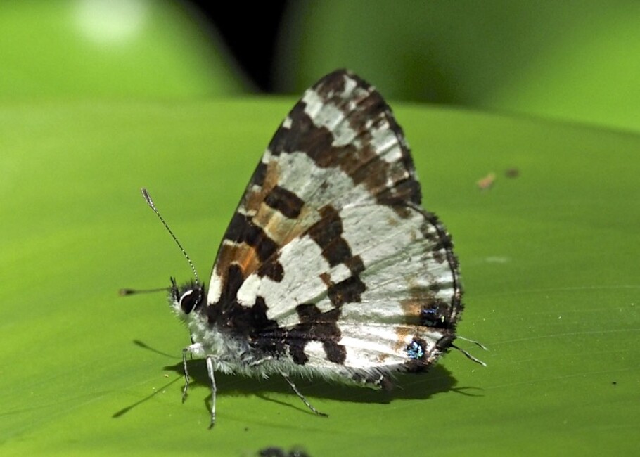 The butterfly Uranothauma falkensteinii photographed in Sunbird Hill, Kamwenge.,Uganda