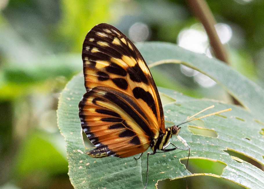 The butterfly Heliconius hecale shanki photographed in Alto Portillo  Rio Negra,Peru