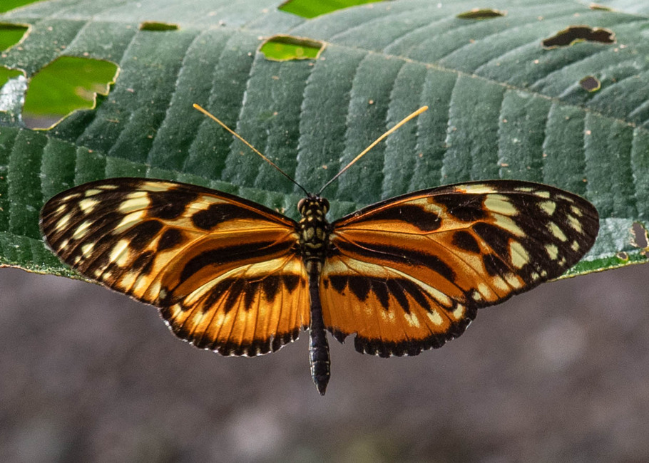 The butterfly Heliconius ethilla photographed in Alto Portillo, Rio Negro,Peru