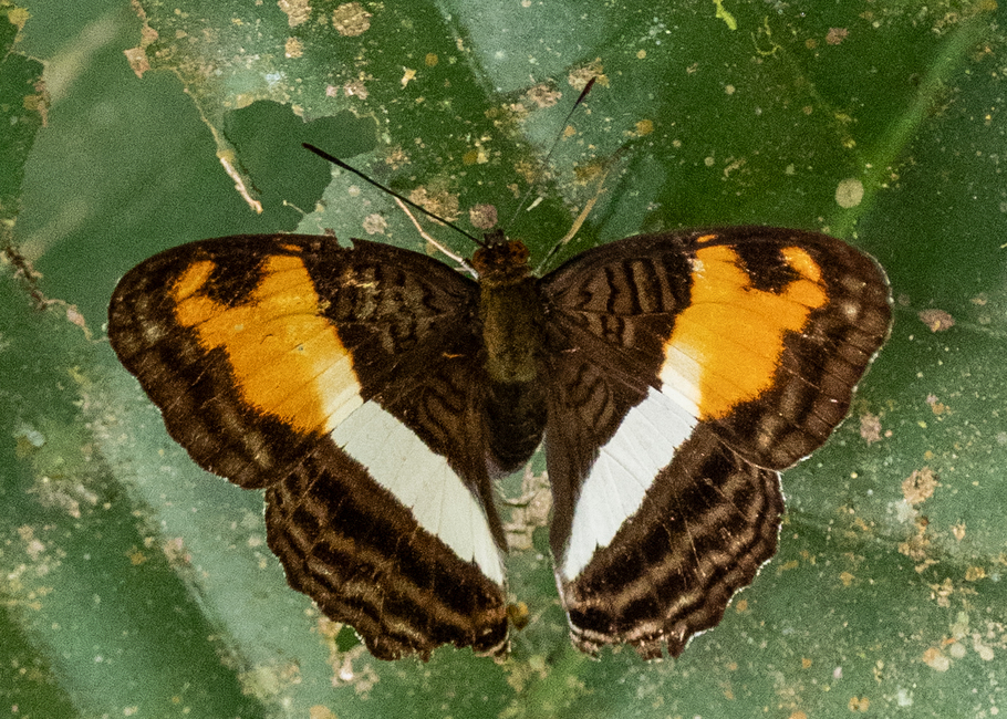 The butterfly Adelpha amazona photographed in Alto Portillo, Rio Negro,Peru