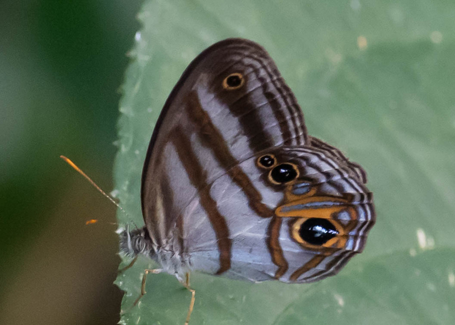 The butterfly Chloreuptychia chlorimene photographed in Rio Bertha, Marankiari,Peru