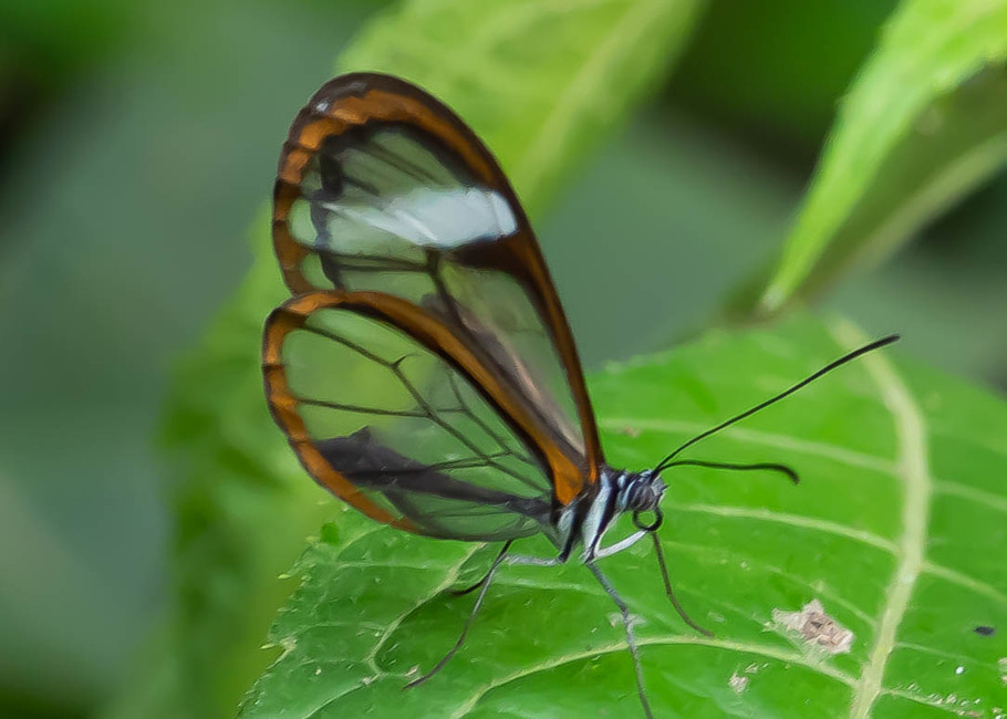 The butterfly Pseudoscada timna photographed in Alto Portillo, Rio Negro,Peru