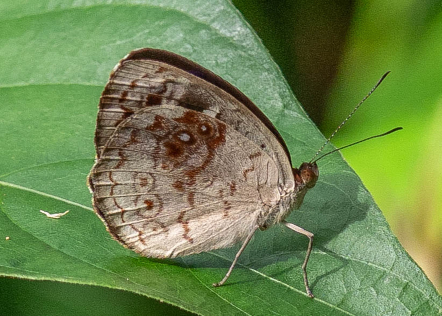 The butterfly Eunica marsolia fasula photographed in Alto Portillo, Rio Negro,Peru