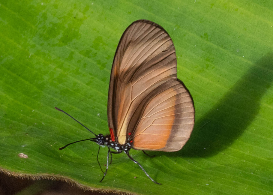 The butterfly Eueides lybia lybia photographed in Rio Bertha, Marankiari,Peru