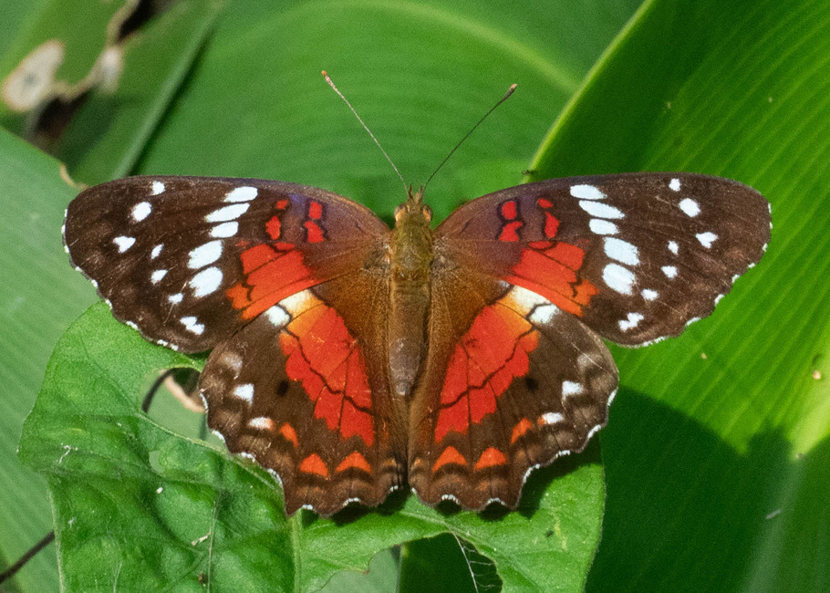 The butterfly Anartia amathea sticheli photographed in Alto Portillo, Rio Negro,Peru