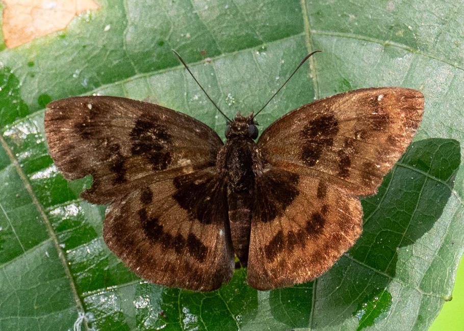 The butterfly Santa trifasciatus photographed in Rio Bertha, Marankiari,Peru