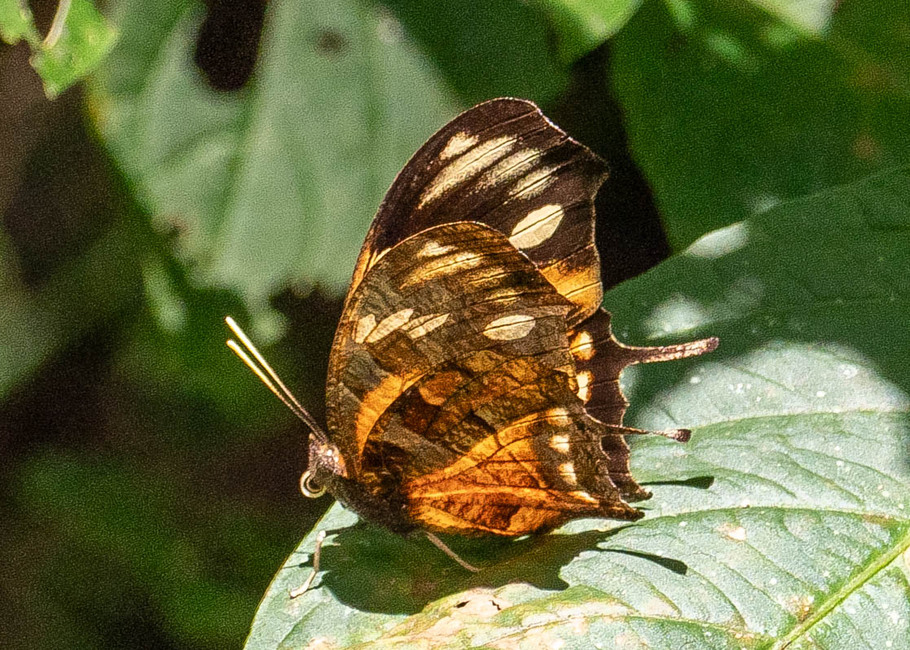 The butterfly Consul fabius photographed in Rio Bertha, Marankiari,Peru