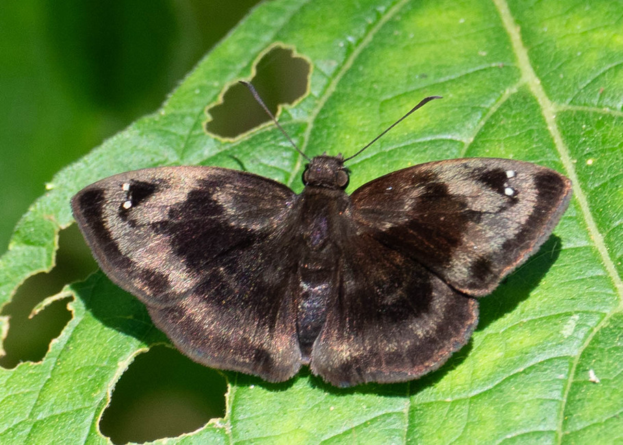 The butterfly Ouleus juxta juxta photographed in Rio Bertha, Marankiari,Peru