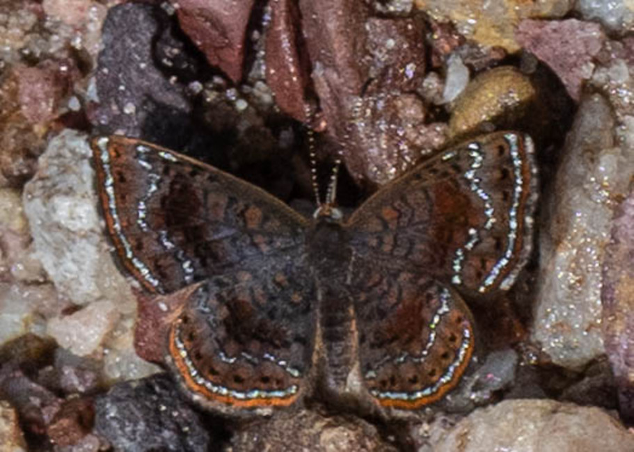 The butterfly Calephelis aymaran photographed in Rio Bertha, Marankiari,Peru