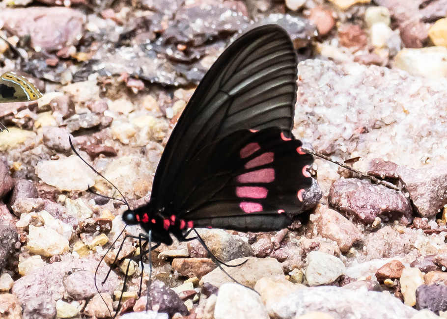 The butterfly Parides neophilus olivencius photographed in Rio Bertha, Marankiari,Peru