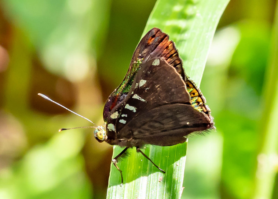 The butterfly Caria trochilus arete photographed in Rio Bertha, Marankiari,Peru
