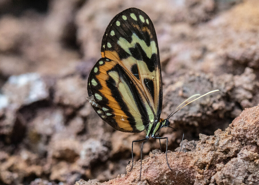 The butterfly Hypothyris euclea photographed in Rio Bertha, Marankiari,Peru