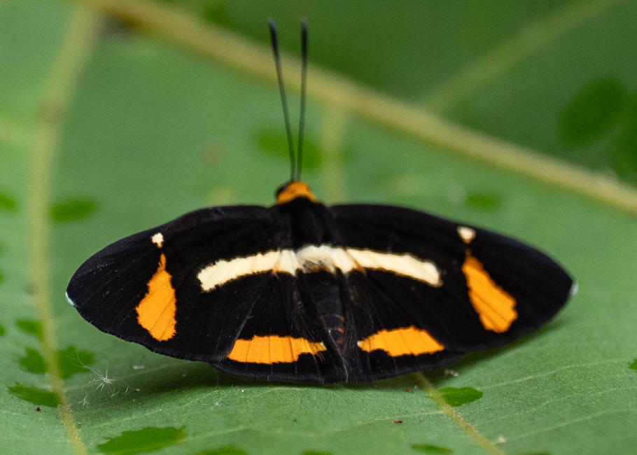 The butterfly Symmachia tricolor photographed in Satelite Mountain,Peru