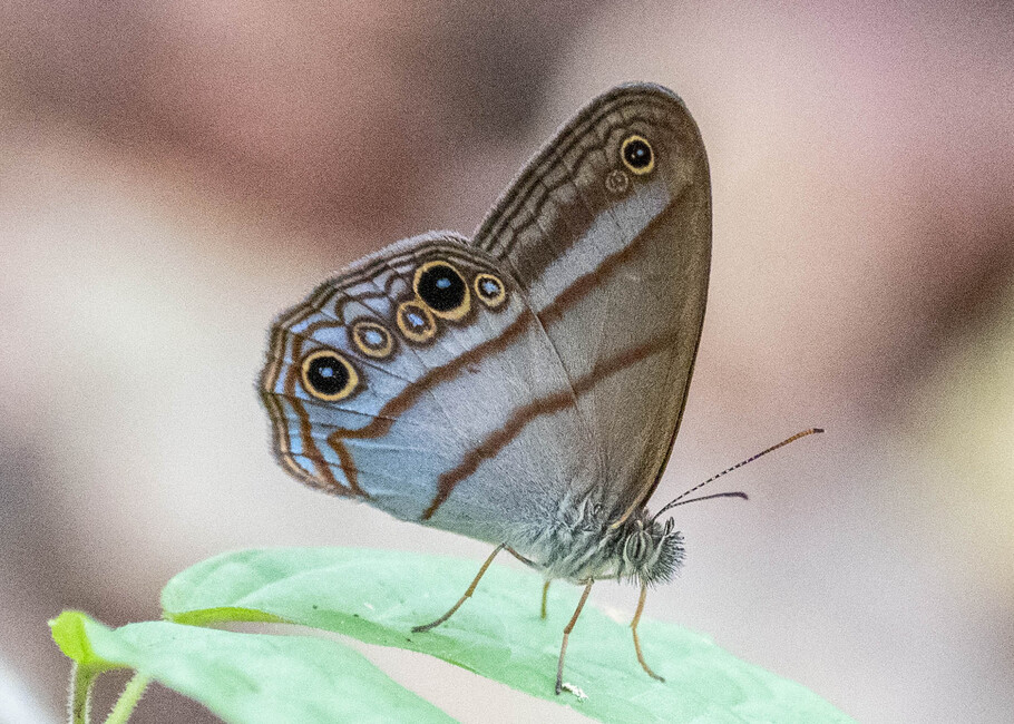 The butterfly Amiga arnaca photographed in Satelite Mountain,Peru