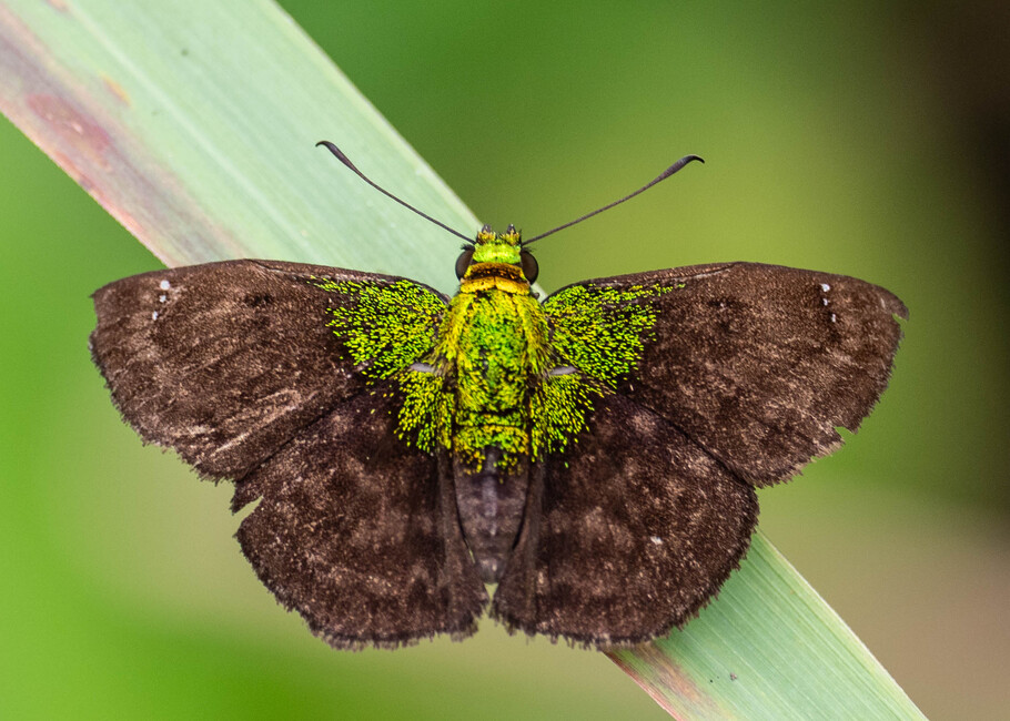 The butterfly Gorgopas trochilus photographed in Satelite Mountain,Peru